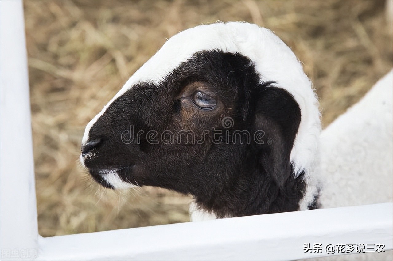 给羊驱虫养羊技术与羊病防治,养羊病毒性疾病预防