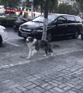 不懂就问，打断狗狗“交配”，会有什么后果？