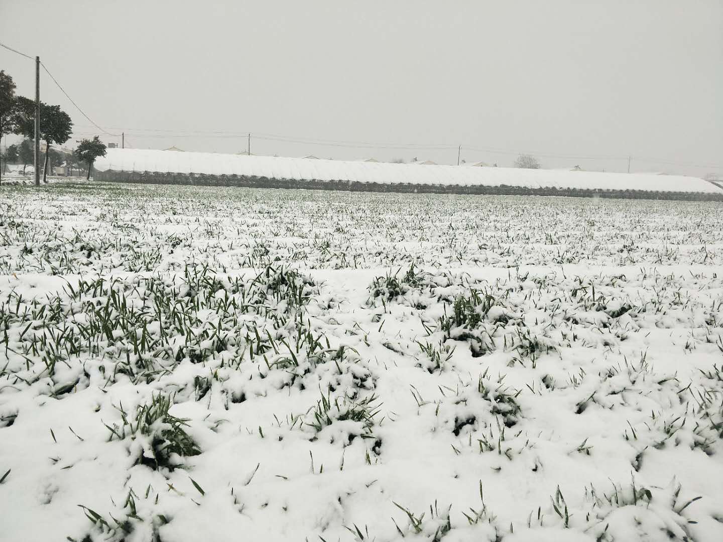小麦拔节期受冻害怎样管理,小麦冻害原因及应对措施