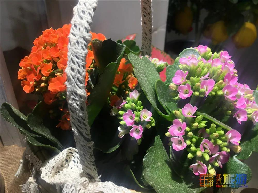 京南永清花卉批发市场,京南花卉批发市场