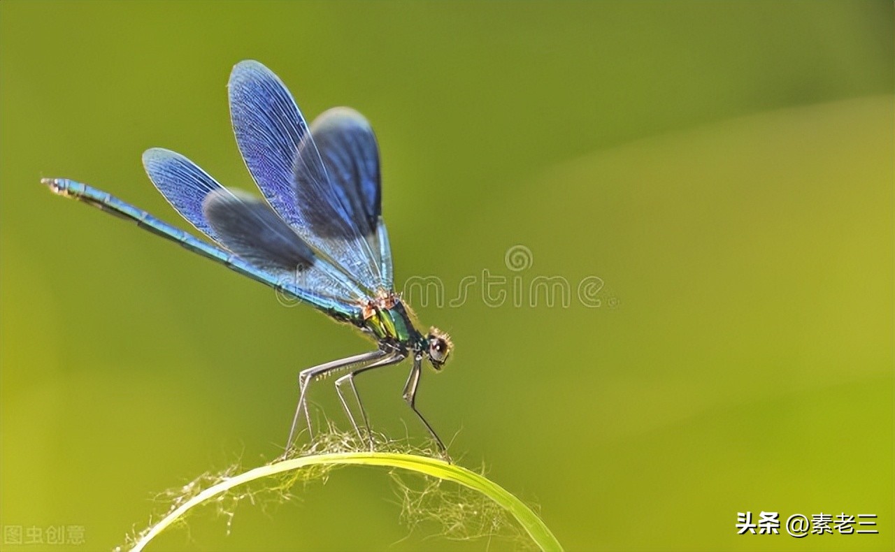女作家去做保姆441集,女作家去做保姆最新篇441