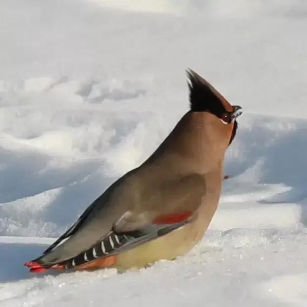 太平鸟图片大鸟,太平鸟图片大全高清壁纸