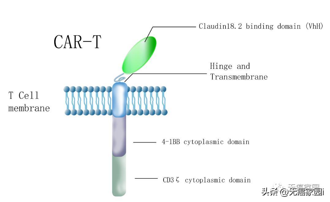 car-t治疗癌症成功案例,car-nk治疗成功率
