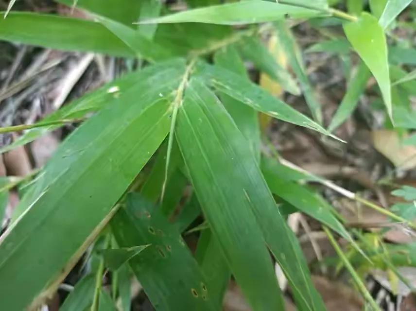 凉茶竹叶心,鲜竹叶心煮水喝功效视频