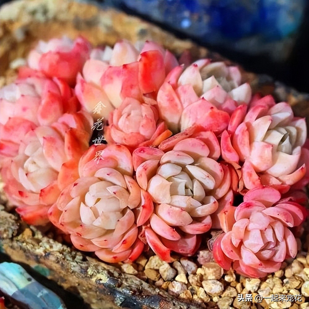 最好看的多肉冰梅,冰梅多肉好过夏吗