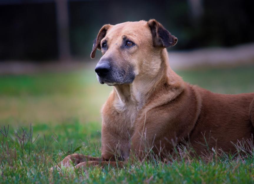 最适合家养的小型犬且温顺的犬种,最适合家养的小型犬且温顺的犬类