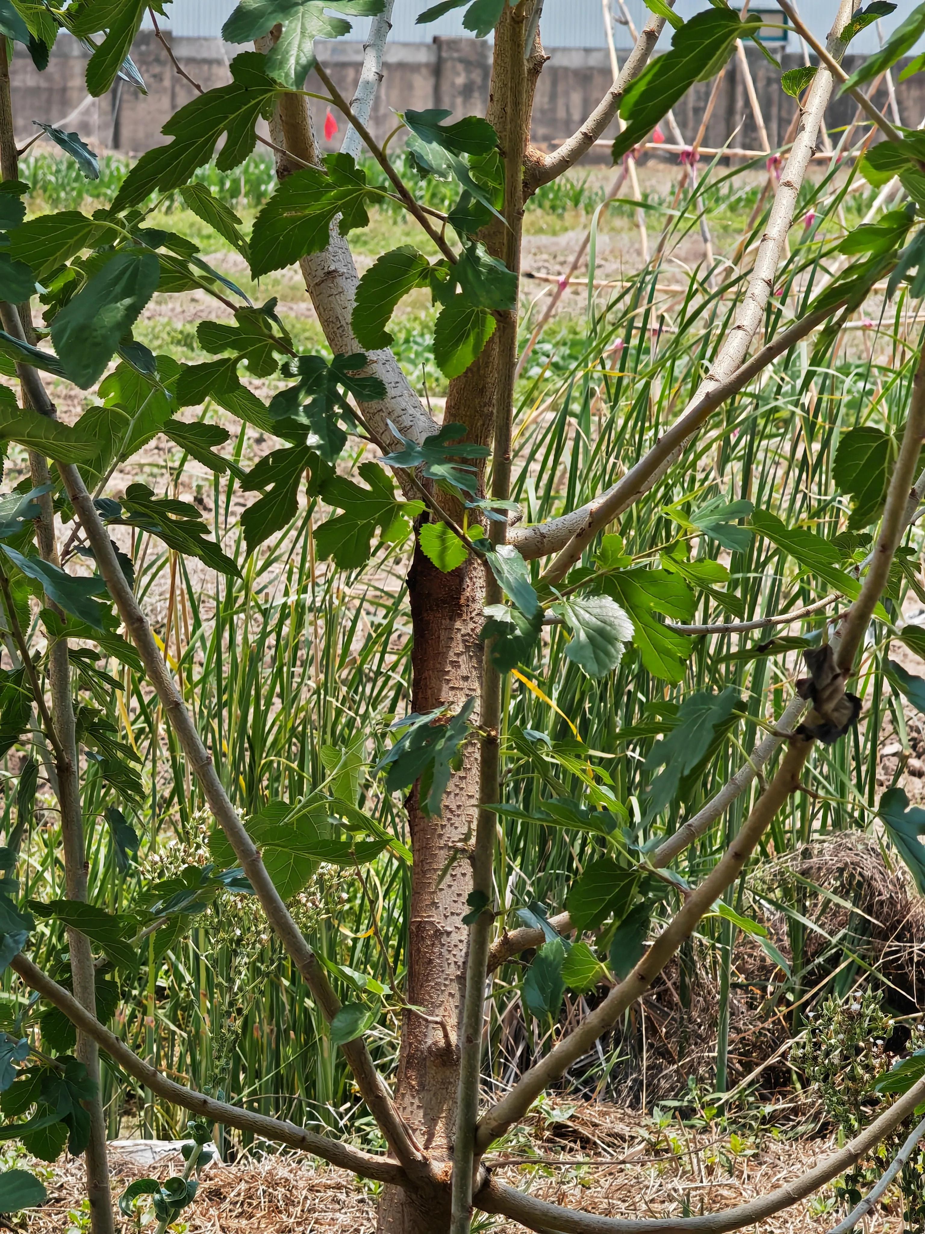 农村植物图解,农村的野生植物图