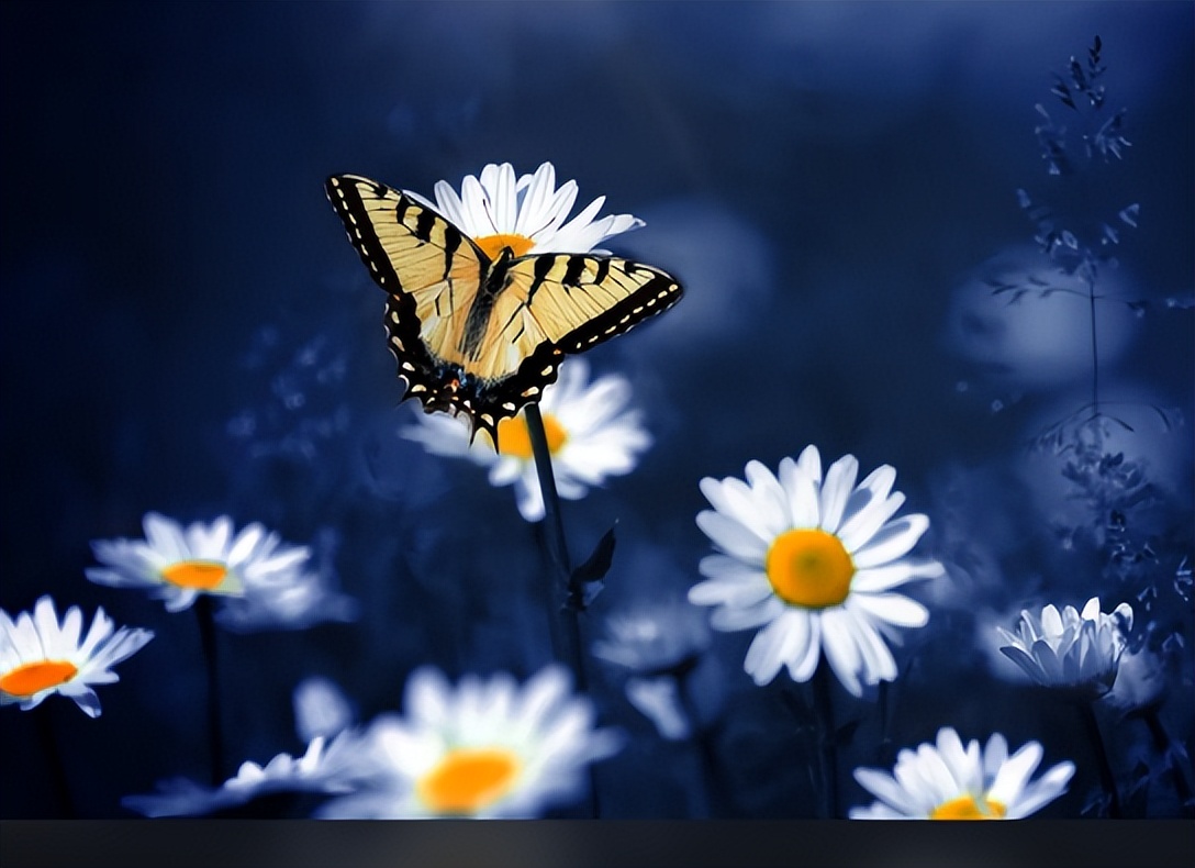 白鹿原夜读视频,夜读《白鹿原》