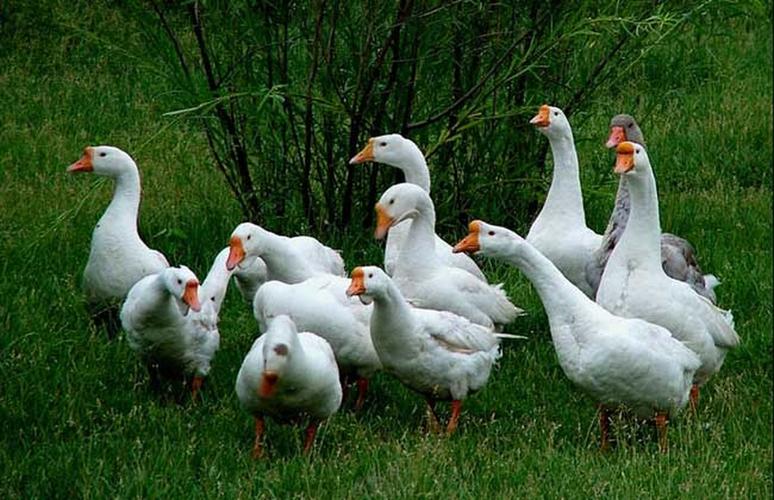 蛋鹅与肉鹅哪个利润高,怎么区分种鹅和肉鹅的区别