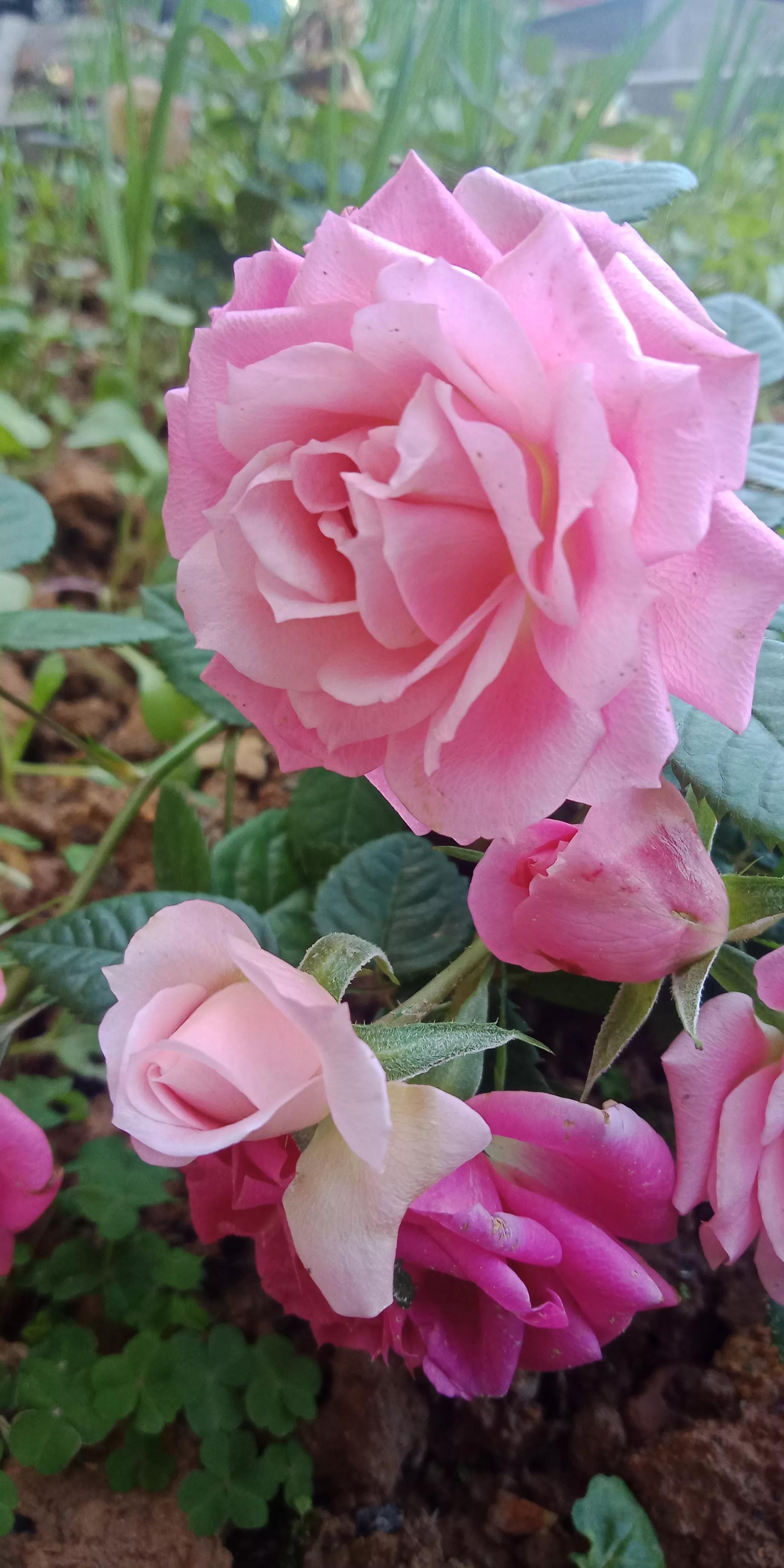 佳能打印机怎么连接wifi和手机,佳能e3480打印机怎么连接手机