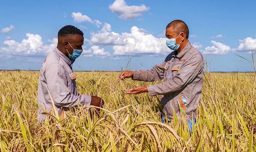 非洲人不种水稻，反而要大量种植能毒死人的木薯呢？抵不住产量高