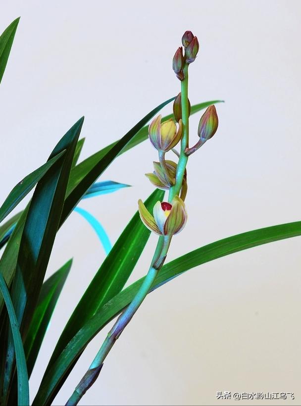 好看的兰花和养兰知识分享给你,各种兰花习性对照表