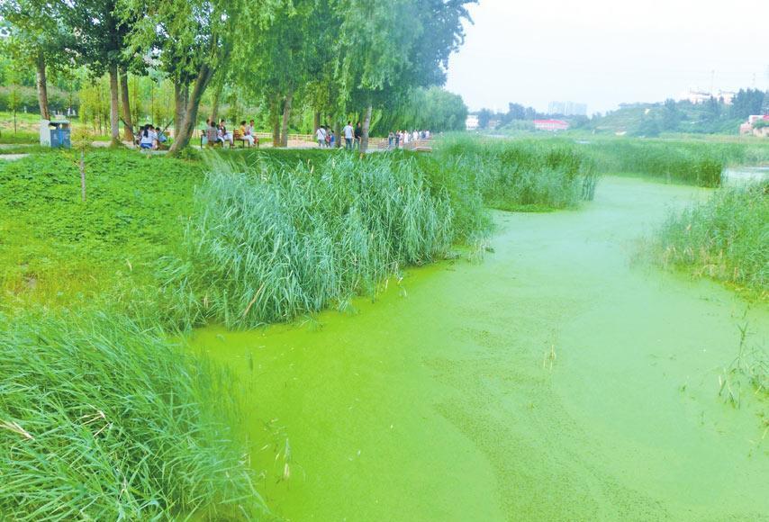 日本河水一夜突变荧光绿！政府警告：千万不要碰，是*污染核**反噬？