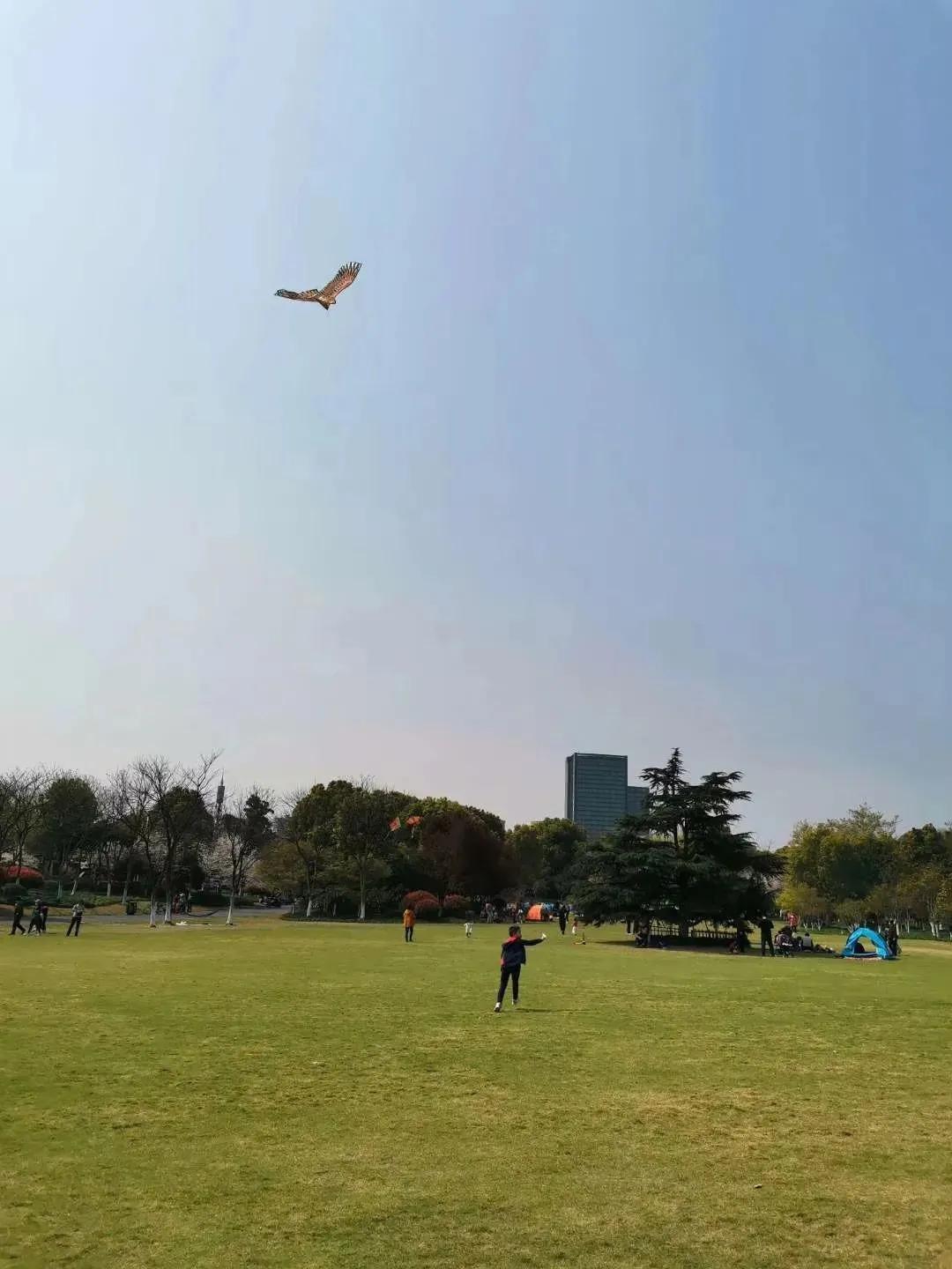 大草坪放风筝,草坪大风筝