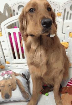 金毛嘴巴一直流白泡沫怎么办,金毛口水泡沫太多了什么原因