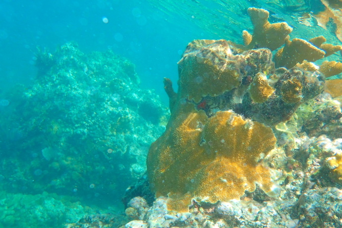 美维尔京群岛,美属维尔京群岛加勒比海