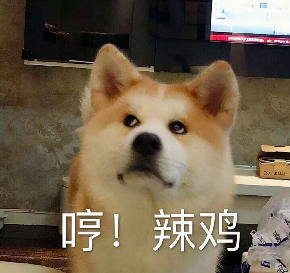 亲身经历养秋田犬,为啥不建议养秋田犬