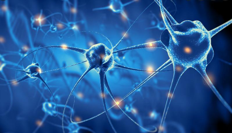 动物们的呼吸器官,动物的器官系统