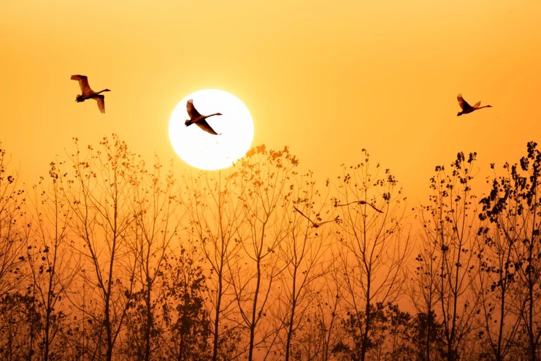 经典名著精华100句值得收藏,100部名著经典语录