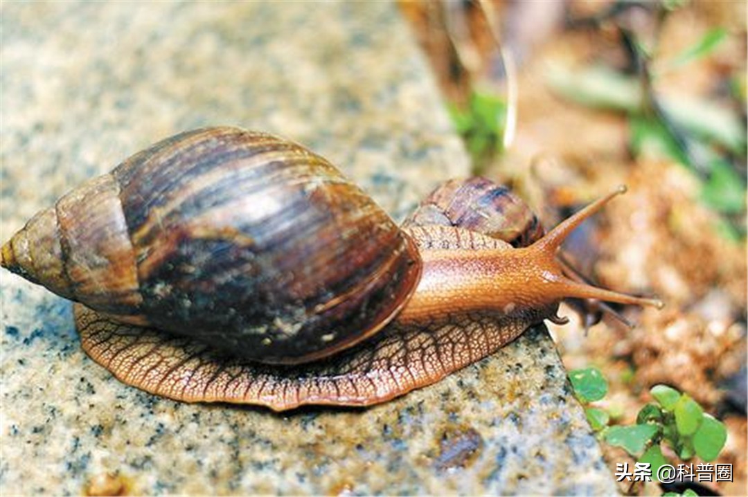 非洲大蜗牛中国泛滥,非洲人能吃1500万公斤,为何中国吃货怂了?