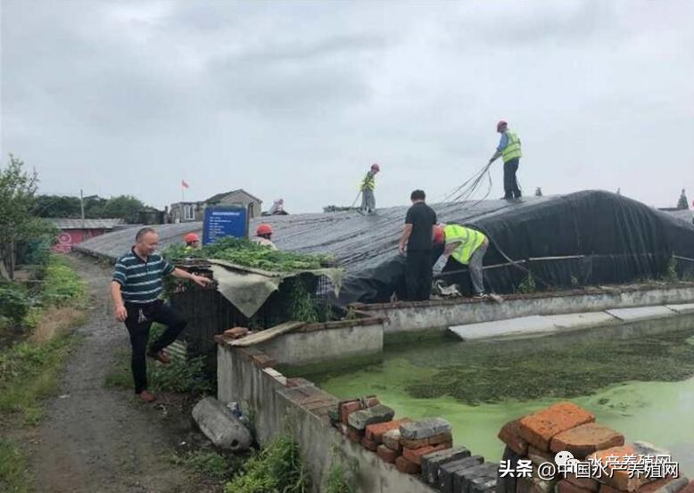 2022年甲鱼下半年会跌价吗,一亩甲鱼可获利10万