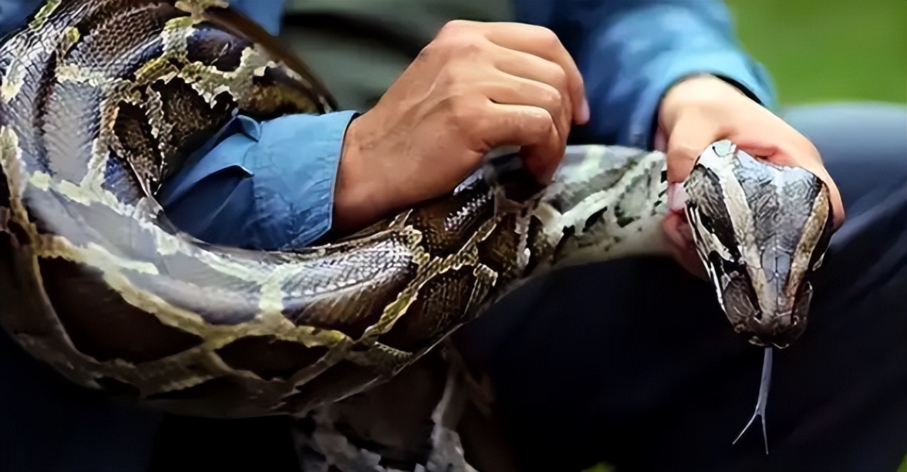 96年海南巨蟒,96年海南巨蟒事件真实情况