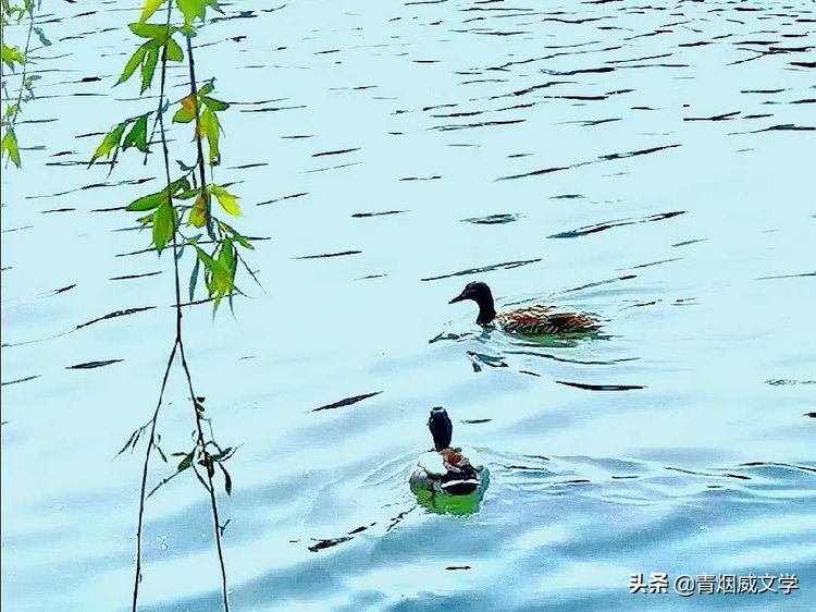 鏆槬闂叉儏璇楀彞,鏆槬鎯呰瘲