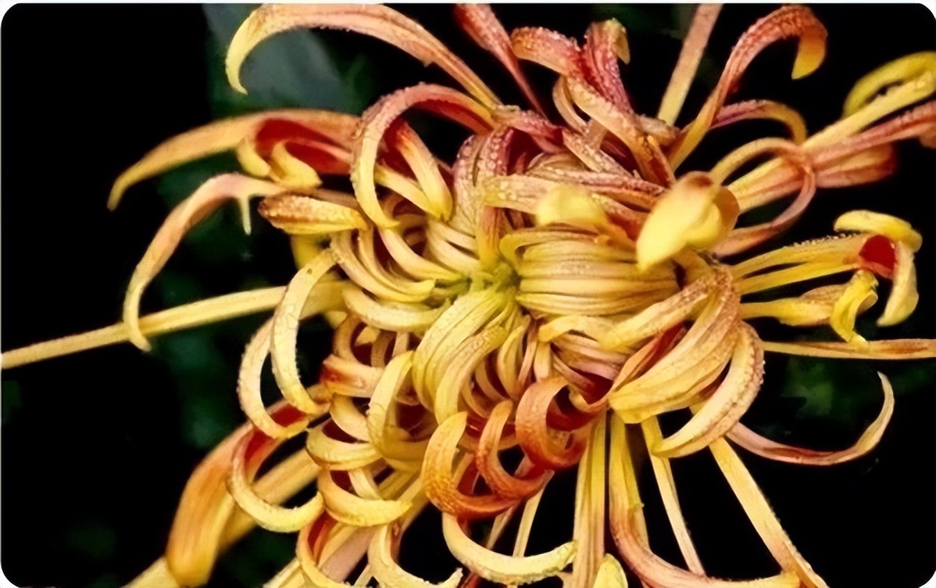 秋花诗词50首,金秋秋菊50种名菊