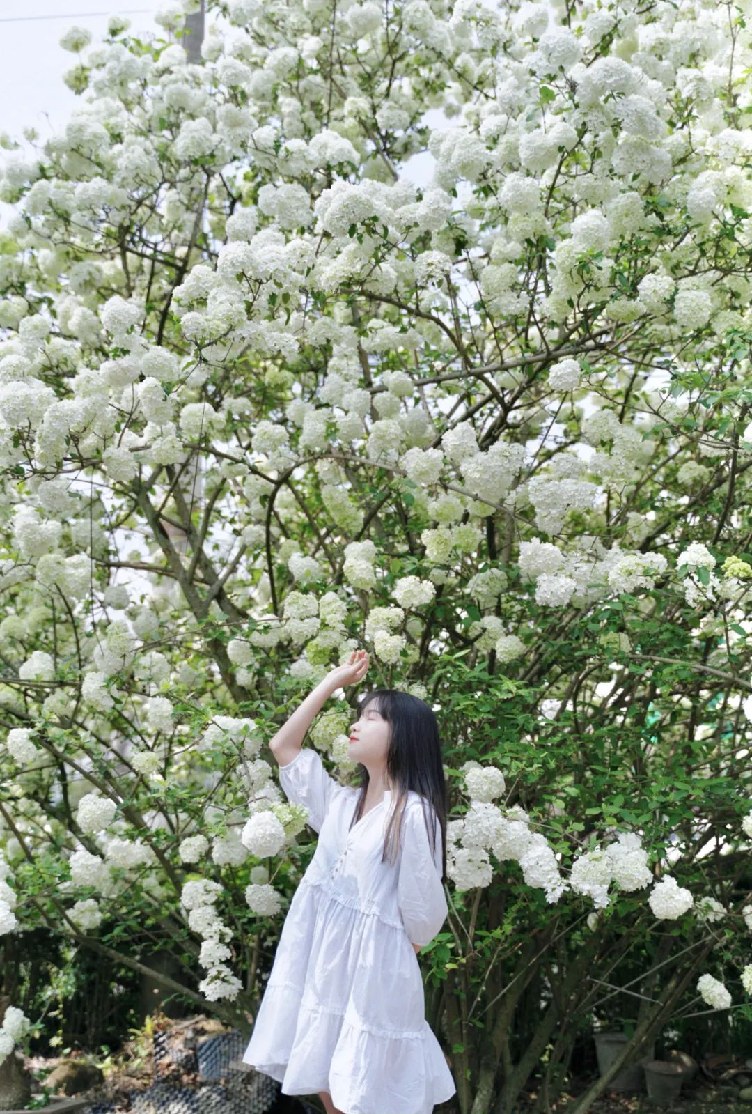 提前盛开！成都市区这个被偏爱的宝藏地又上新，即将刷爆全网