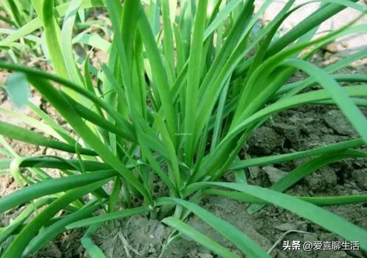 明日立春要“咬春”，春季“6鲜”别忘记咬，助您精神抖擞迎春天