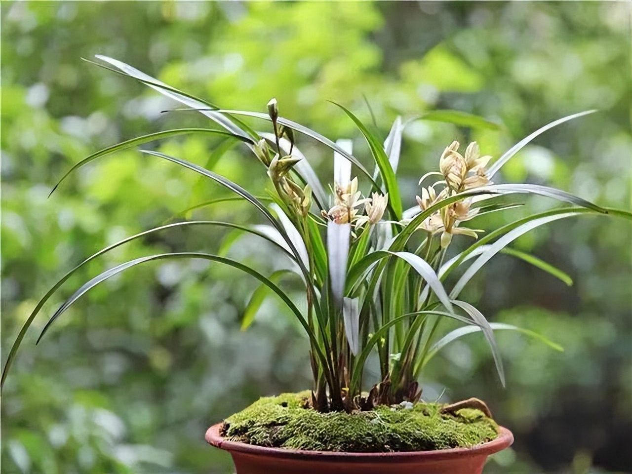 为什么兰花受这么多人吹捧,兰花为什么这么受欢迎