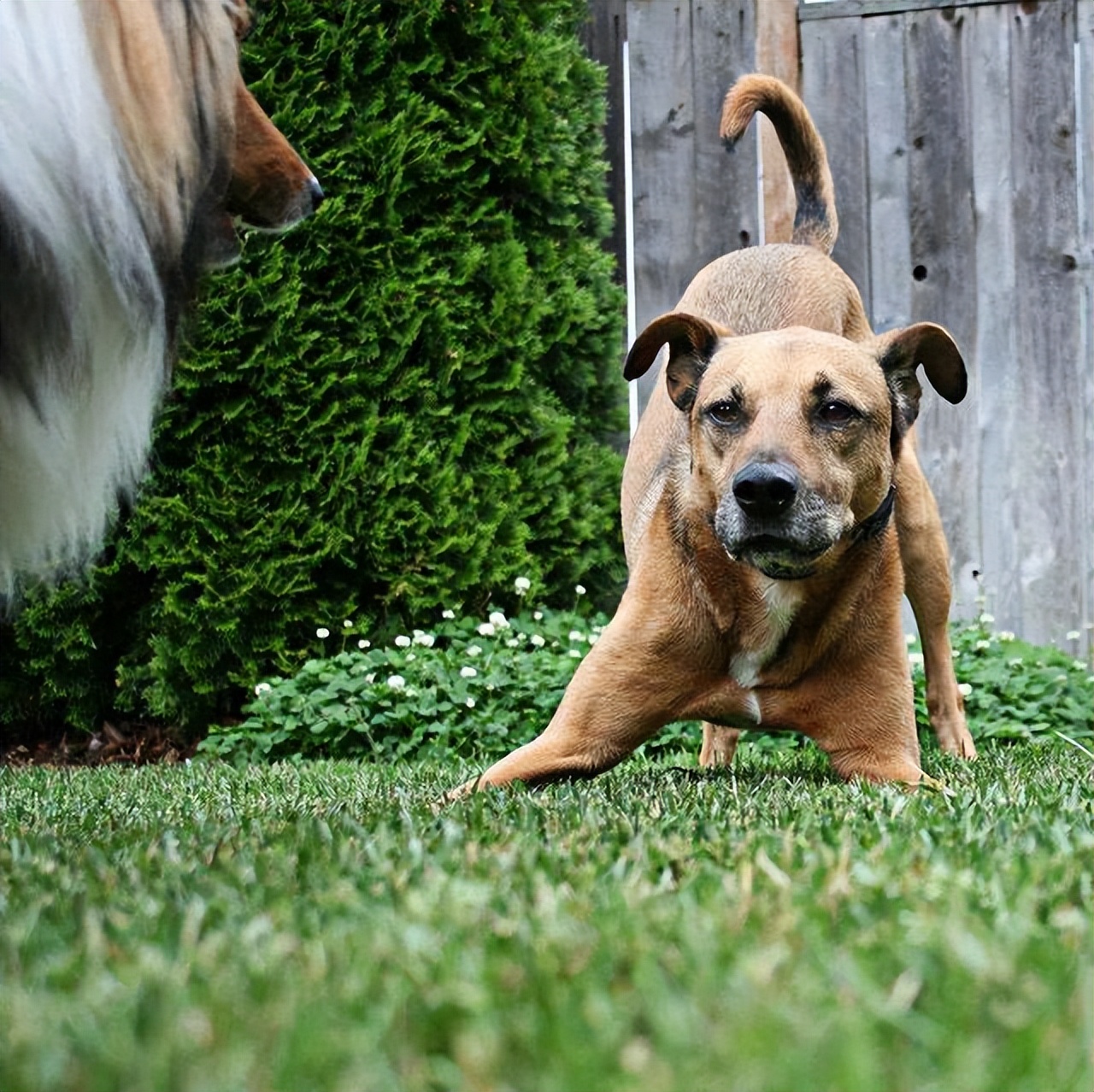狗狗对你侧躺表示什么,狗狗向你伸懒腰表示什么