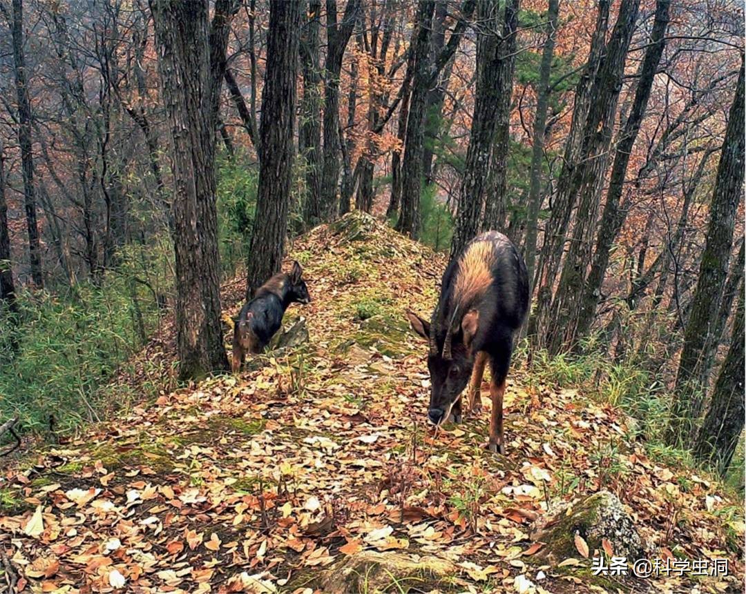 湖北出现多只神兽天马,湖北的天马好吗