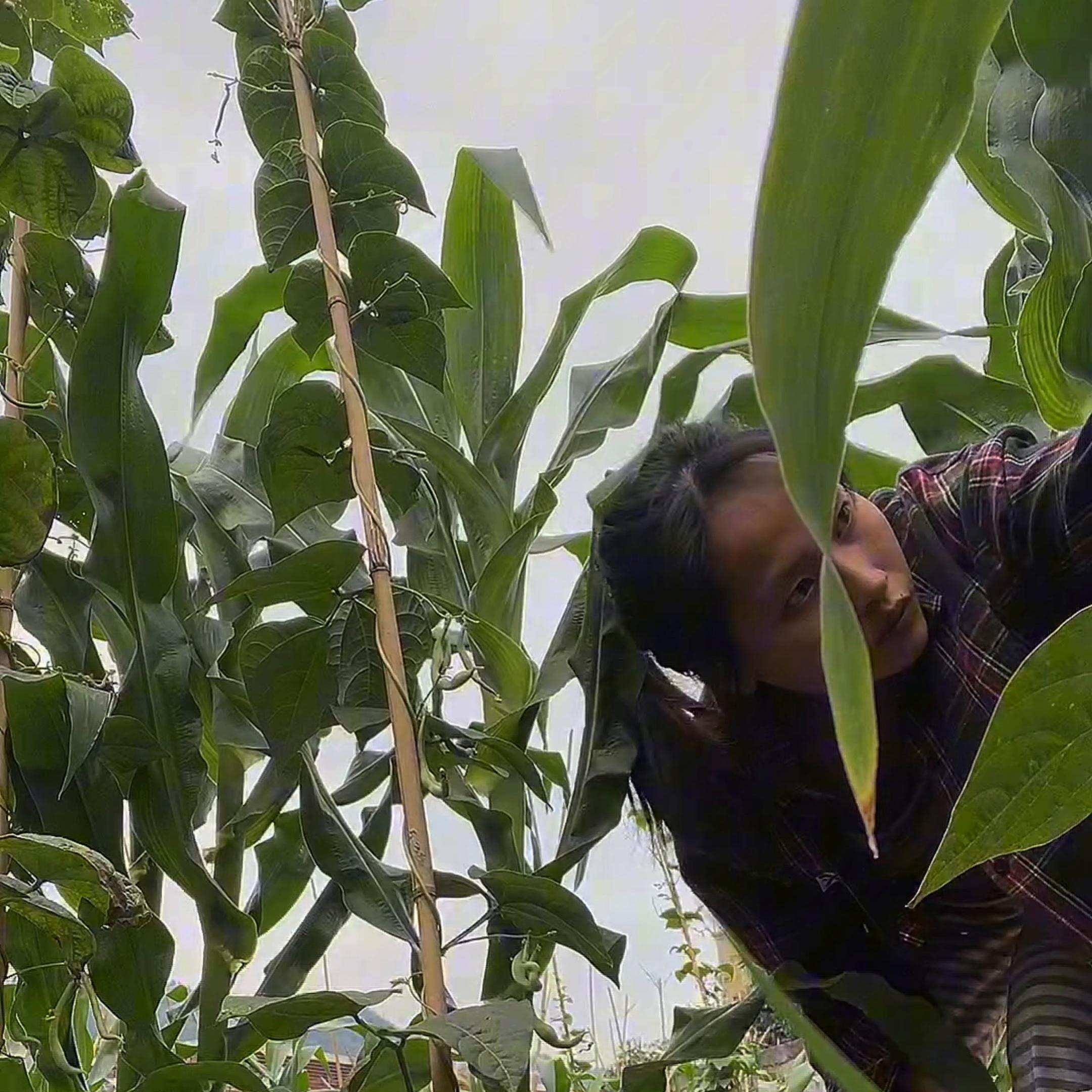 30岁女设计师辞掉高薪工作,女孩在设计师家当保姆