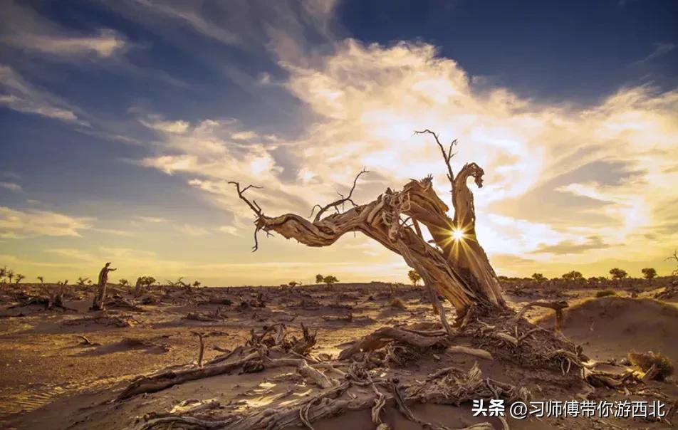 醉美胡杨深度游,额济纳胡杨林旅游攻略