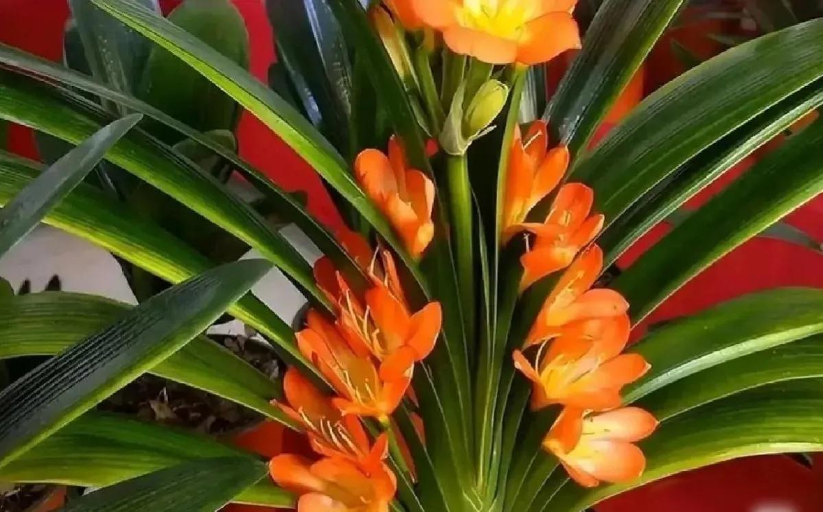 这6种花给点水就爆盆懒人必备,这4种花随便一养就爆盆