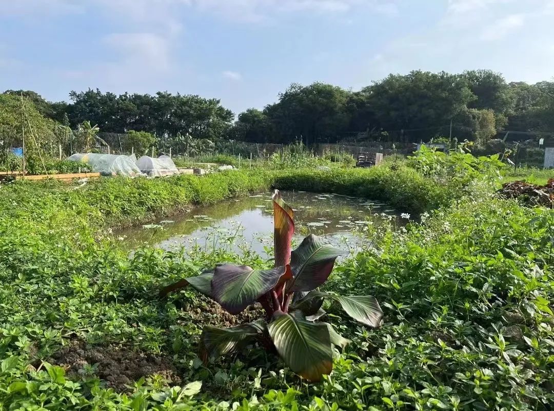 搬离城市，坐火车上班的年轻人：获得了真正的快乐！