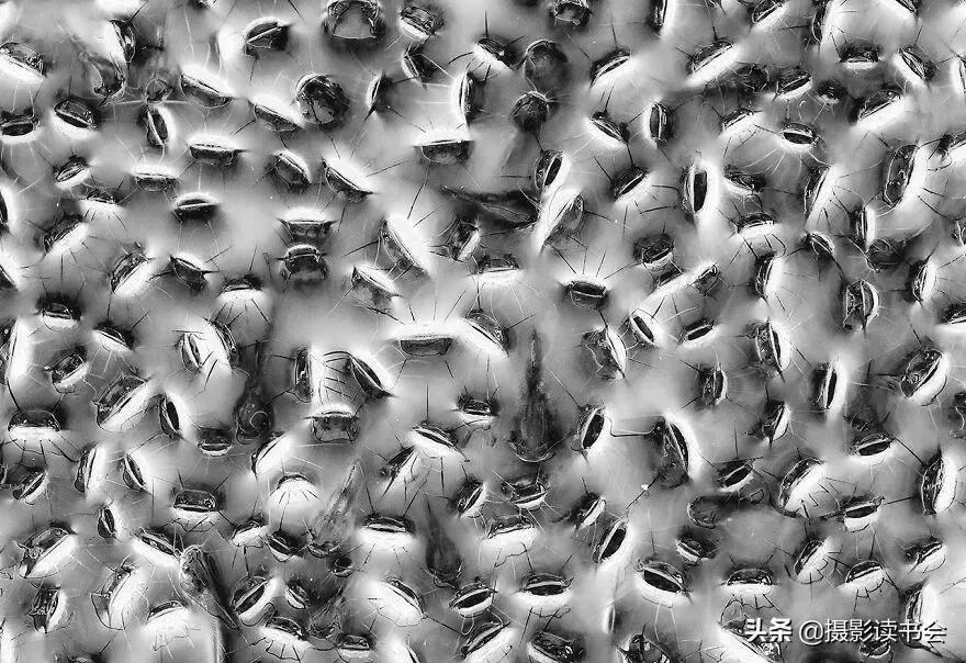 2018年度最佳摄影照片,创造出令人惊叹的自然摄影照片