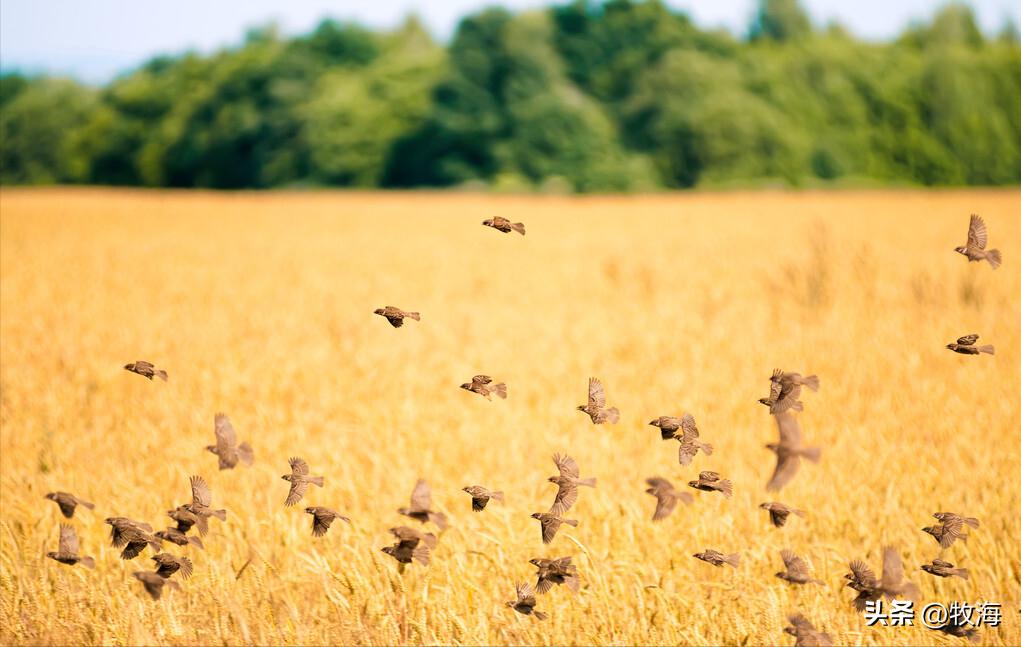 麻雀的寿命大约能活到多少,麻雀的寿命最长能活多少年
