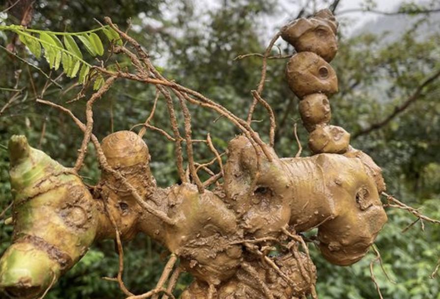 农村老虎姜种植技术,人工种植的老虎姜