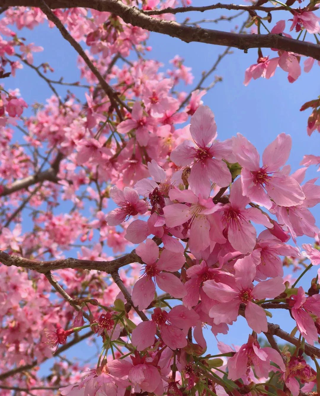 昆山樱花与日本樱花,来这里可以赏到中国最美樱花