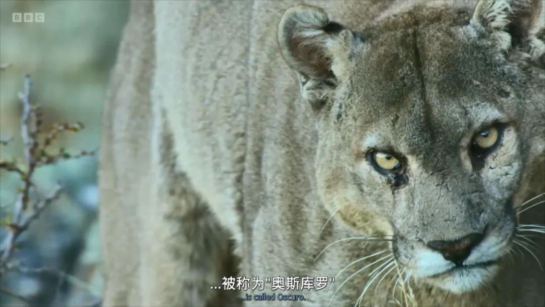 豆瓣评分甄嬛传,甄嬛传豆瓣深度分析