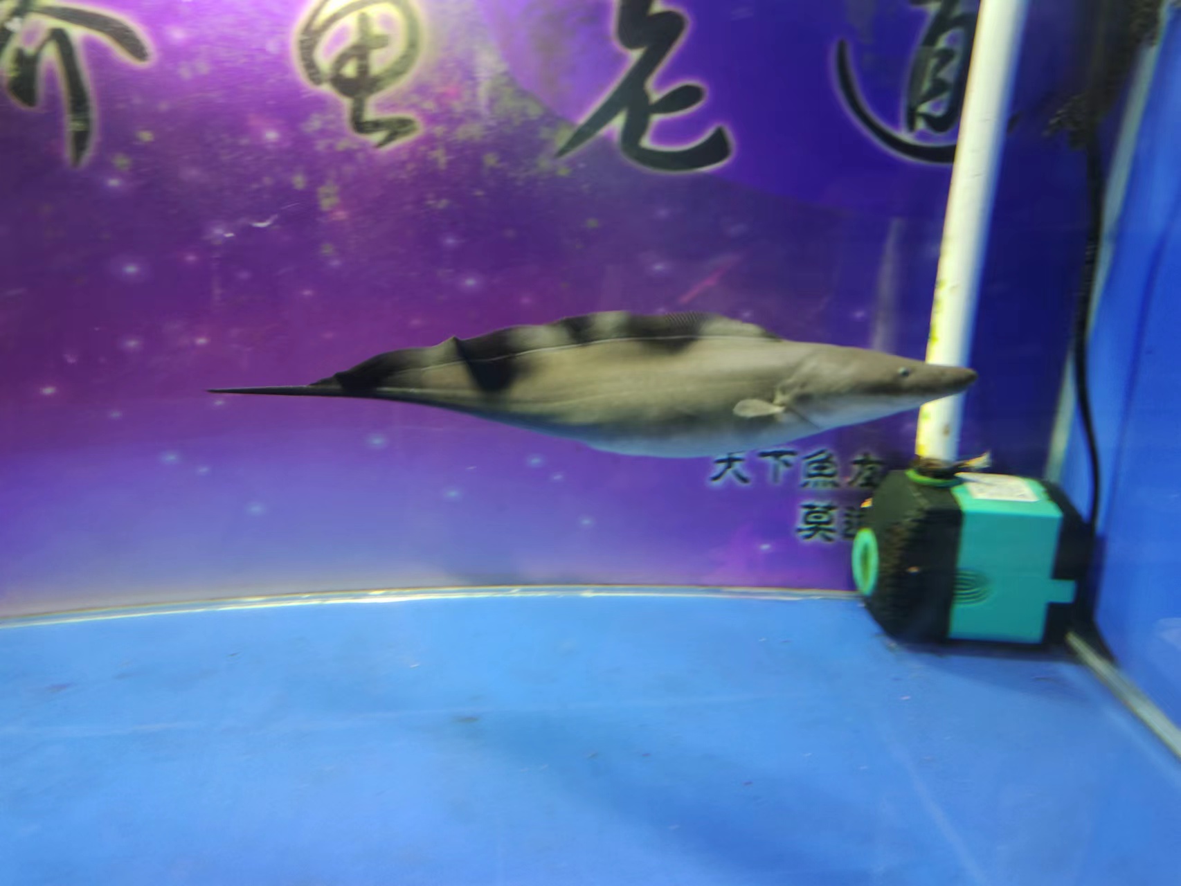 怎么解决鱼缸上的黄褐色颗粒,鱼缸白蒙蒙有小颗粒怎么解决