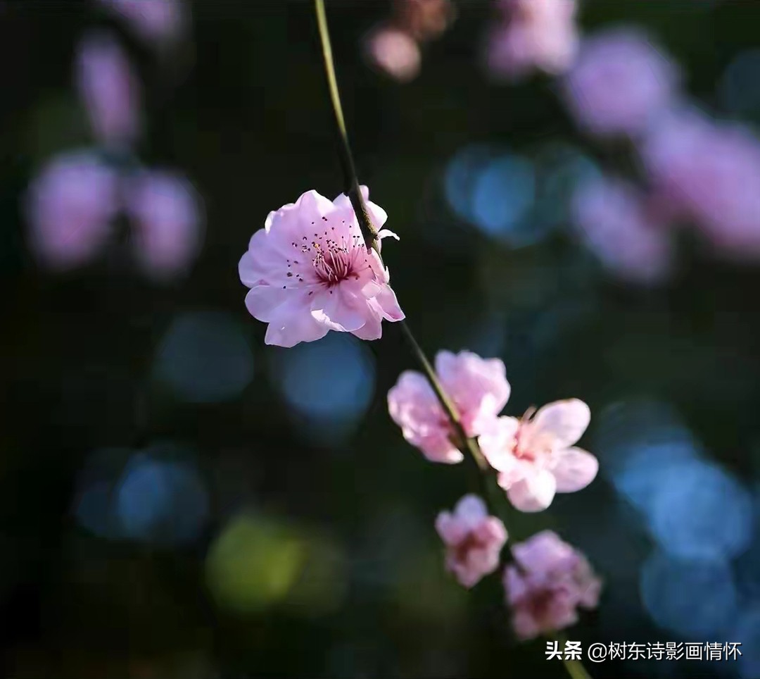 东风诗句飞花令,东风飞花令