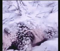 神回复：扔第一颗的时候，日本就是这么想的！神评把我笑死了