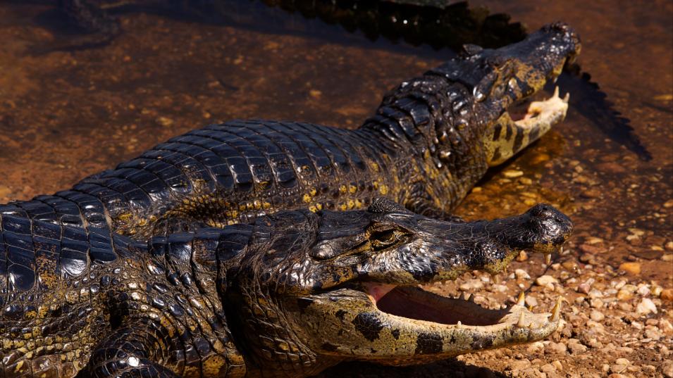 性情凶猛的十大鳄鱼,世界上十大最凶猛的鳄鱼排行榜