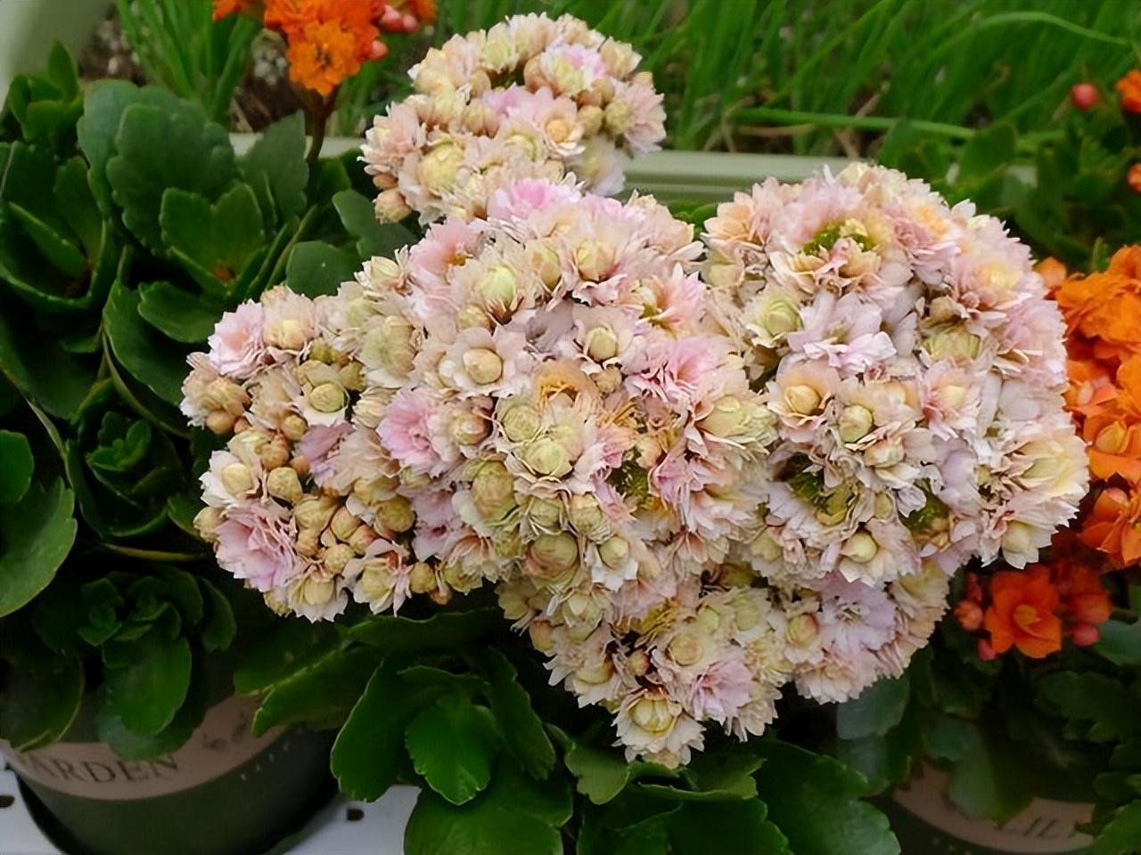 养花只用花多多1号可以吗,养花的5个秘密