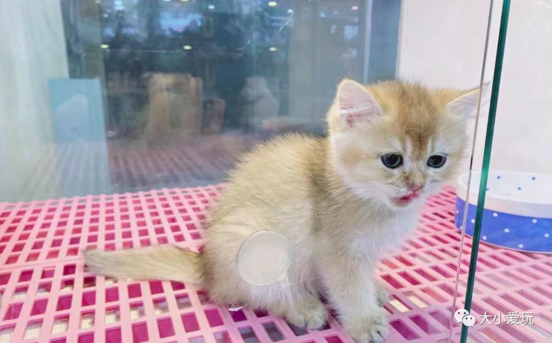 北京最美的花鸟市场,北京值得逛的花鸟市场