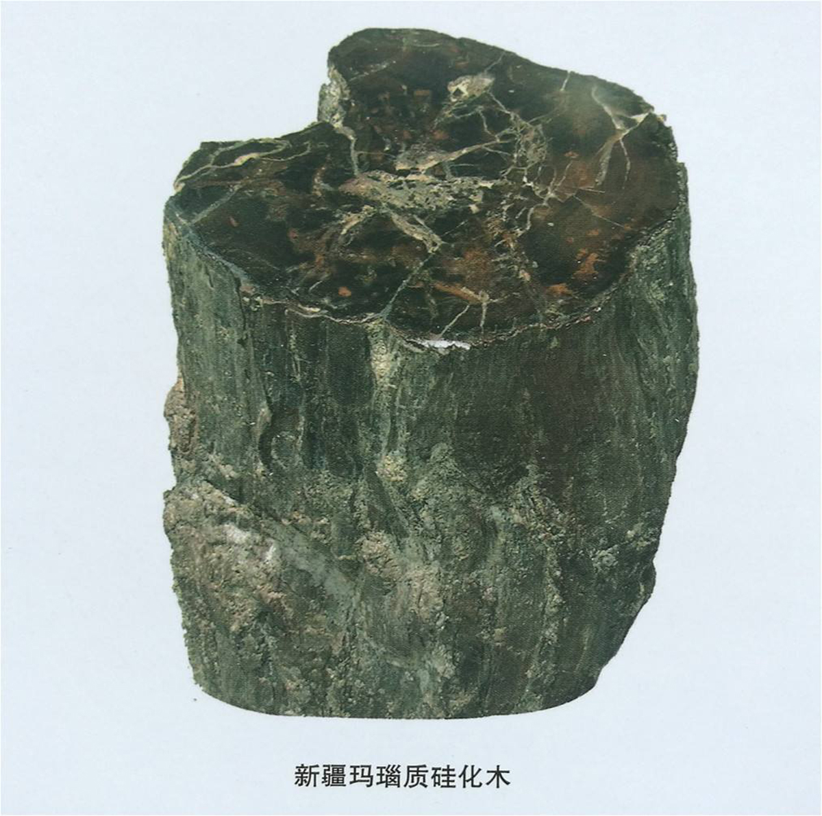 一亿年前的硅化木图片,硅化木是不是树化石