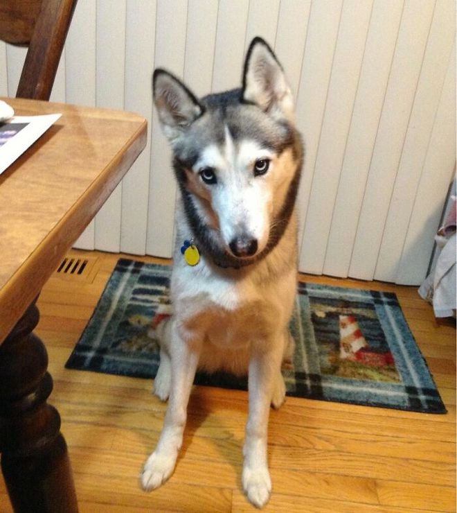 二分钟告诉你如何和狗狗交流,如何与狗对话